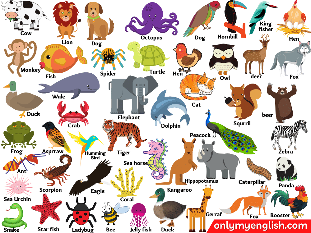 Animals Name in English | Types of Animals and pictures » OnlyMyEnglish