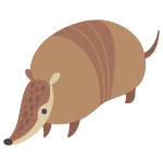 armadillo