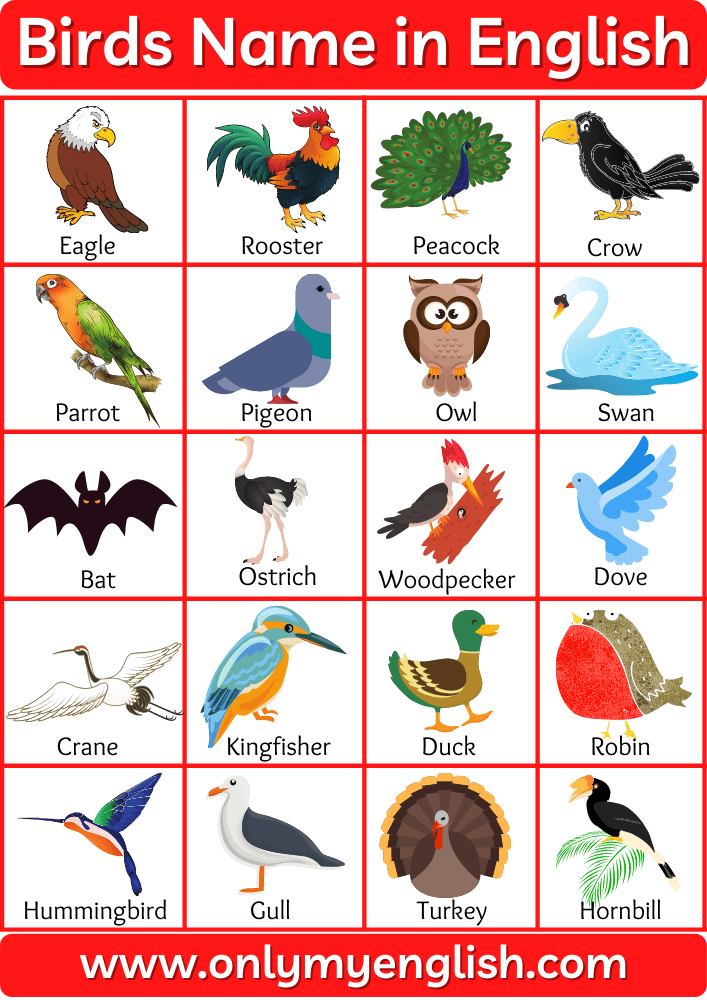 50+ Birds Name In English with Pictures » OnlyMyEnglish