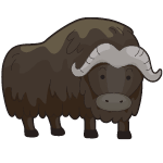 buffalo