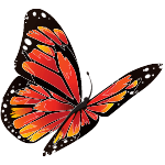 butterfly