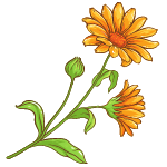 calendula flower