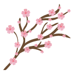 cherry blossom flower