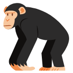 chimpanzee