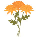 chrysanthemum flower