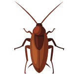 cockroach