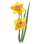 daffodil flower