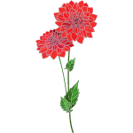 dahlia flower name