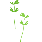 fenugreek