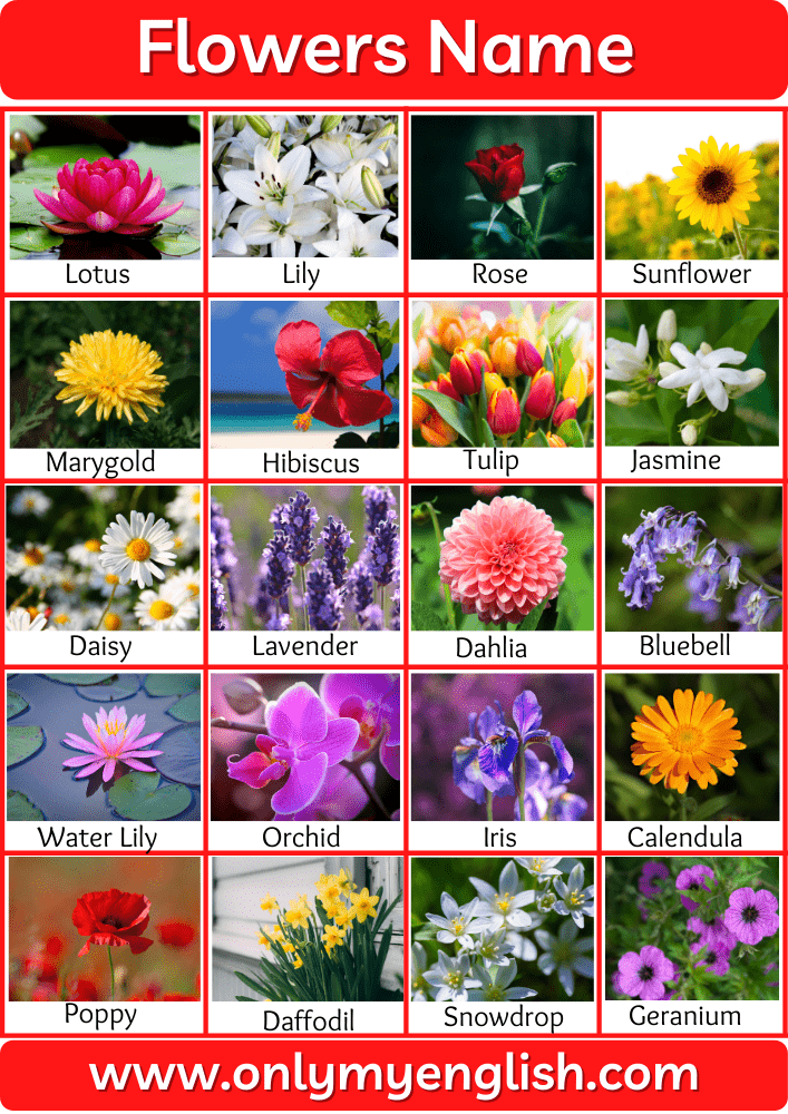 flowers name for kids