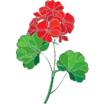 geranium flower