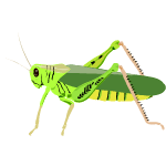 grasshopper