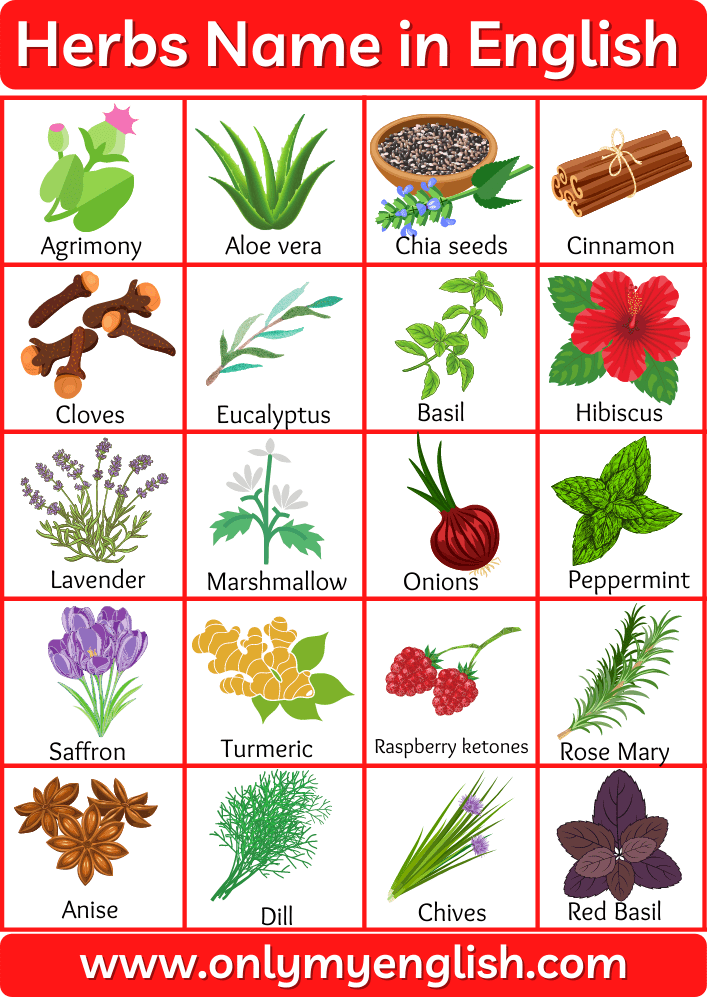 herbs name english
