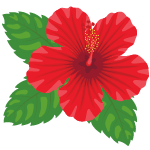 hibiscus flower