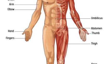 body parts name