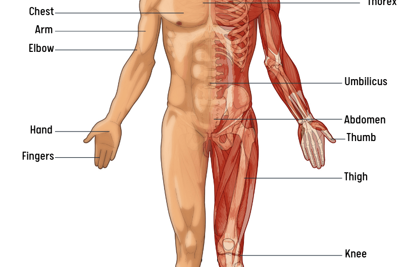 Body Parts Name in English with Pictures