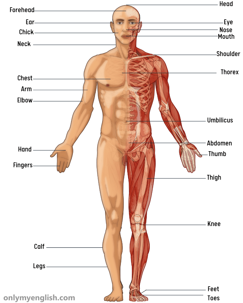 Human Body Parts Name List In English With Image Onlymyenglish. 