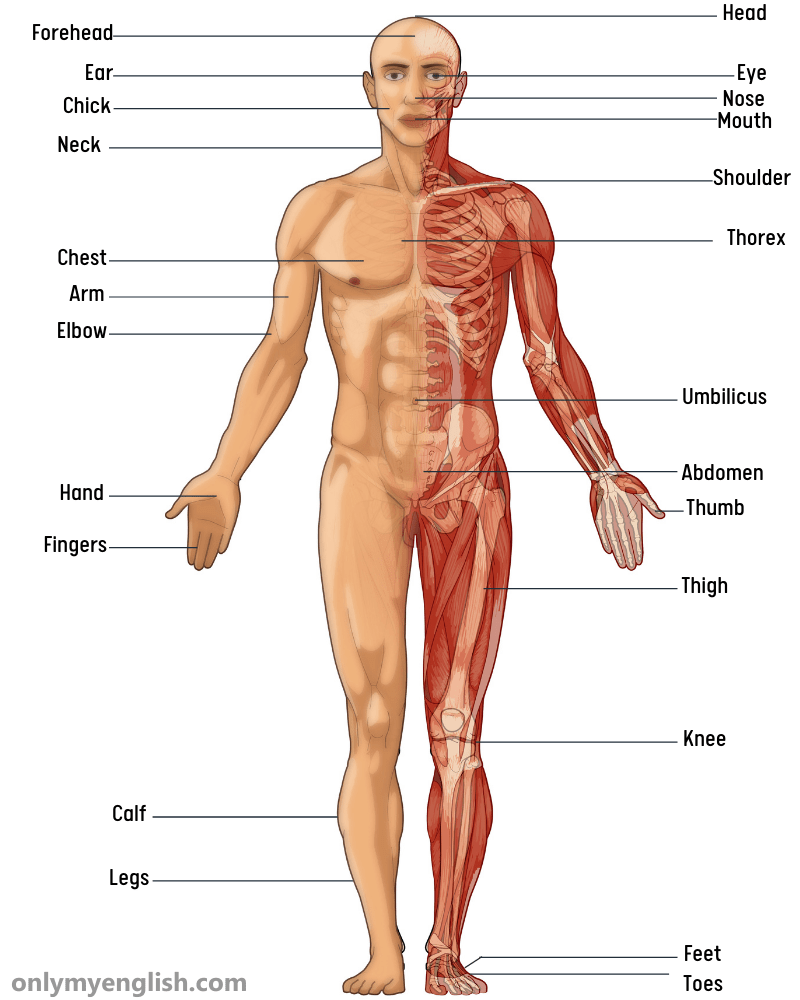 Human Body Parts Name List In English With Image Onlymyenglish