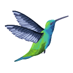 hummingbird