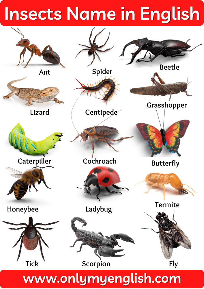 insects name