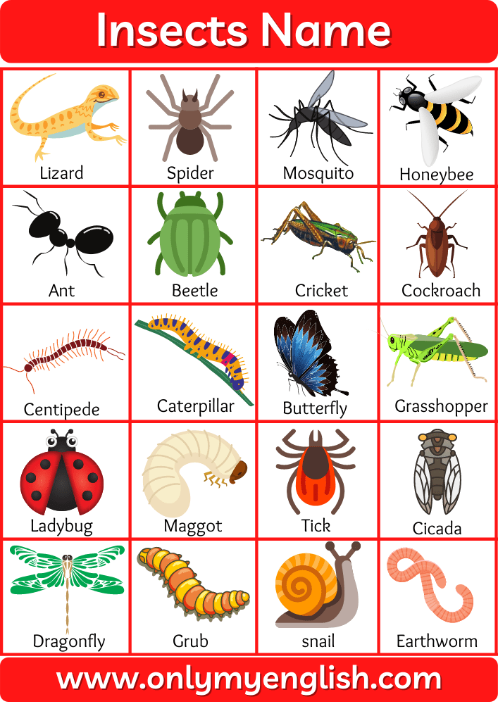 Insects In Abc Order