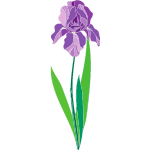iris flower