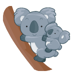 koala
