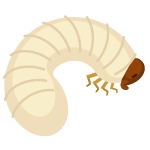 maggot