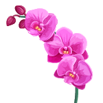 orchid flower
