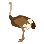 ostrich