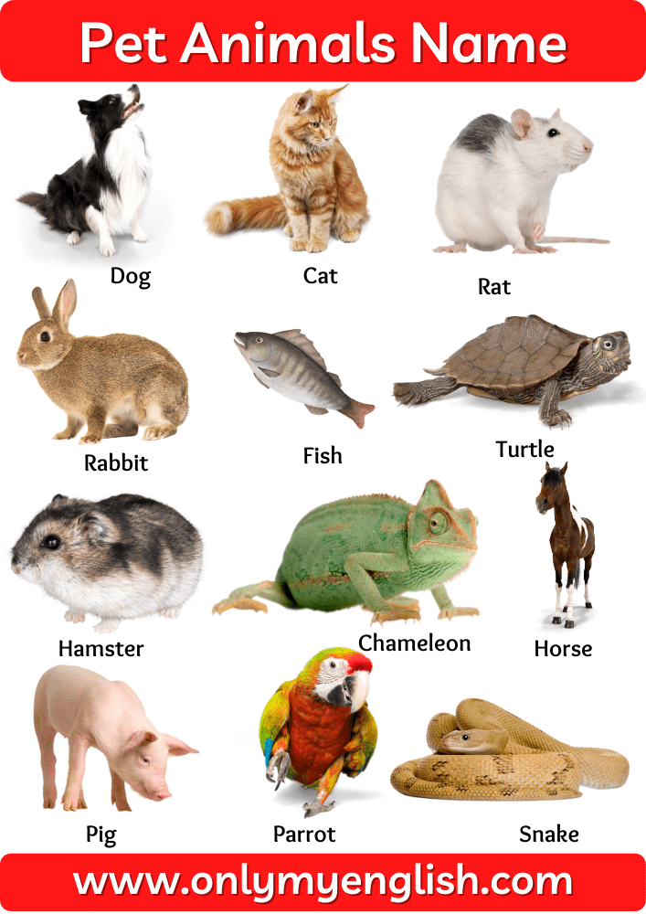 Pet Animals Name: List Of Pet Animal In English With Pictures And Images