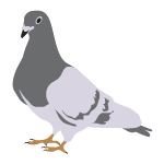 pegion