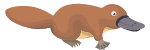 platypus