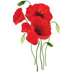 poppy flower
