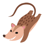 possum