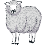 sheep