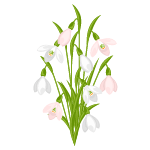 snowdrop flower