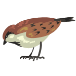 sparrow