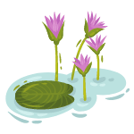 water lily flower