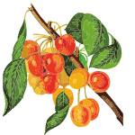 withania somnifera