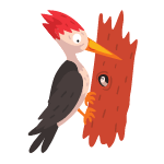 woodpecker