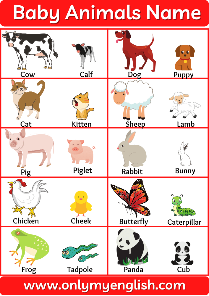 40+ Animals and Their Babies | Animals Baby Name