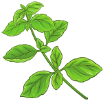 basil vegetable