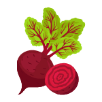 beetroot vegetable