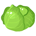 cabbage vegetable