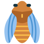 cicada