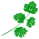 coriander vegetable