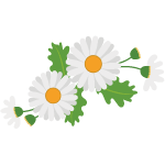 daisy flower