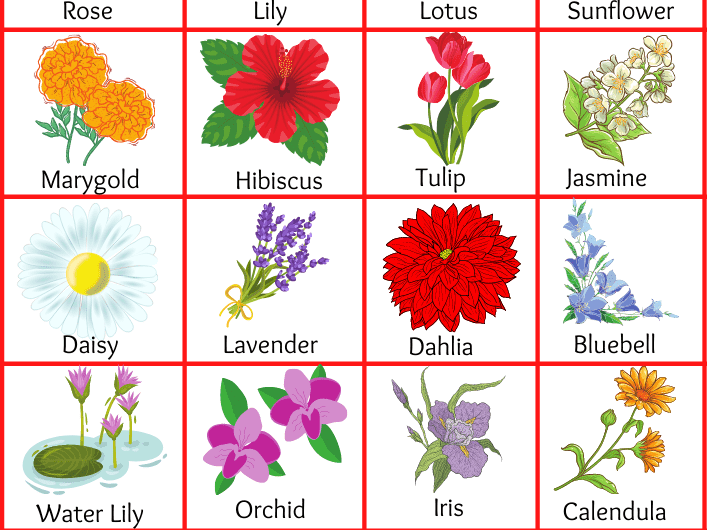List of All Flowers Name in English with Pictures