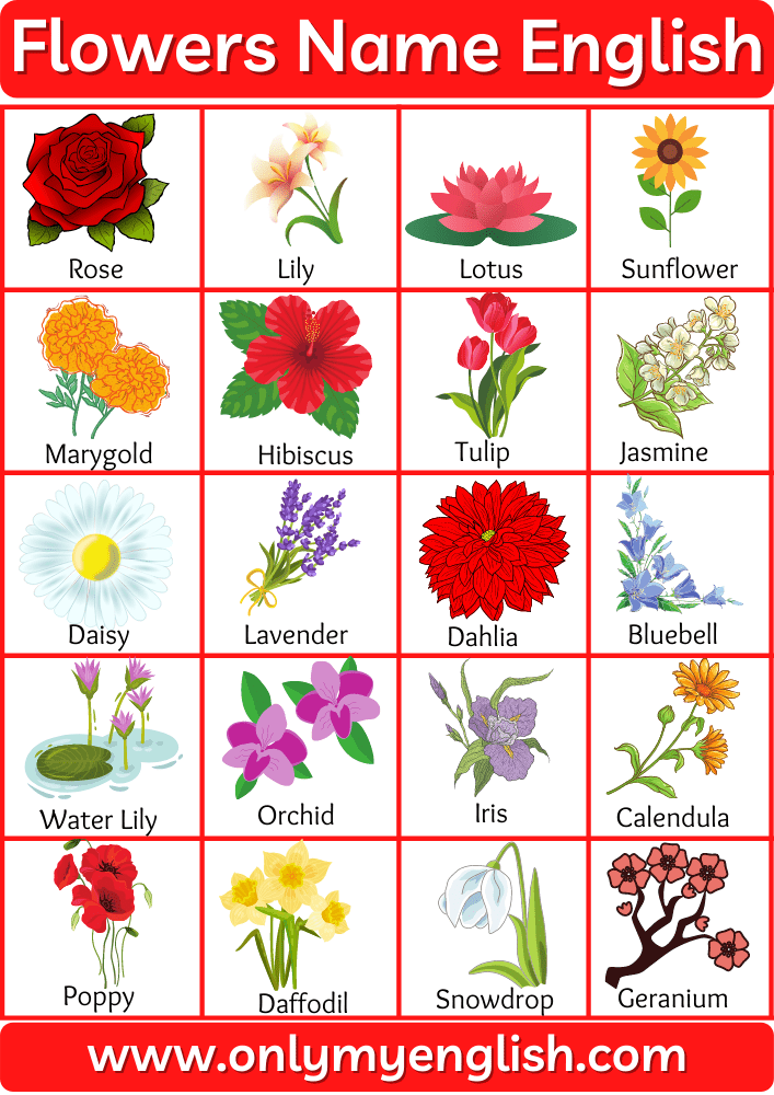 40+ List of All Flowers Name In English with Pictures